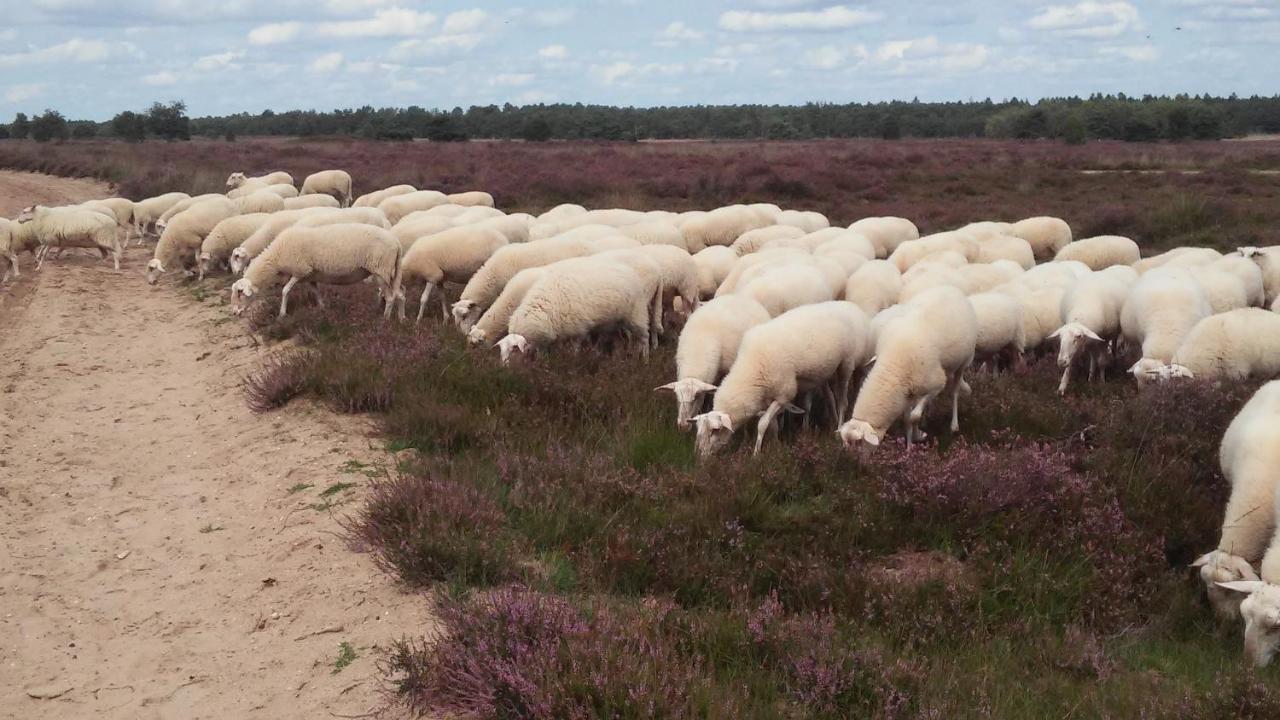 Poort Van De Veluwe Вортхёйзен Экстерьер фото